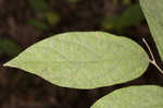 Southern spicebush <BR>Pondberry